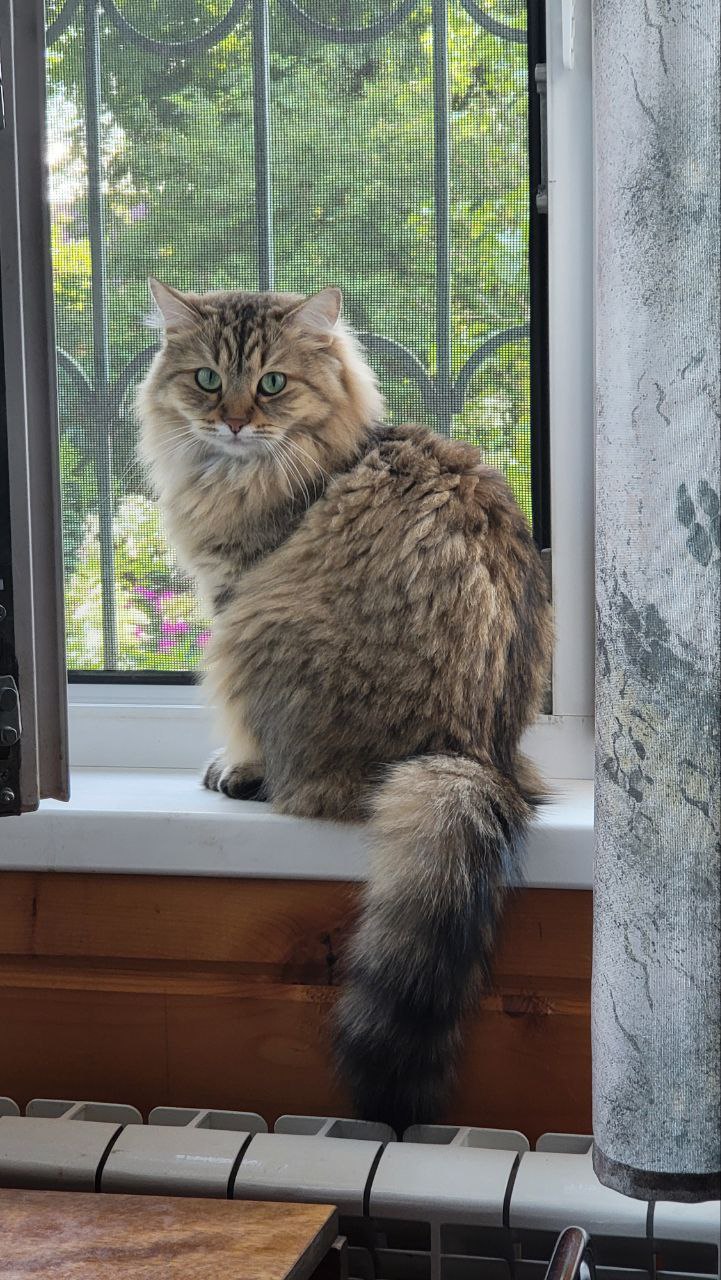 Olesia